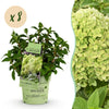 Green boutiQ - Tuinplant - Hydrangea panniculata Groundbreaker Greeny - Pluimhortensia - Winterhard - Creme - 8 Planten - Pot 14cm -Hoogte 20-25cm