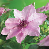 Green boutiQ - Klimplant - Clematis Pink Fantasy - Bloem Roze - Weinig onderhoud -2 planten -Pot 11cm Hoogte 40cm