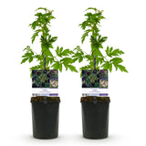 Green boutiQ - Fruitplant - Braam - Rubus Thornfree Evergreen - Zwarte Braam - Doornloos - 2 planten -Pot 11cm Hoogte 40cm
