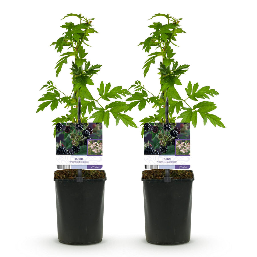 Rubus Thornfree Evergreen – 2 planten · 40 cm hoog (foto 2)