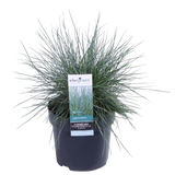 Festuca glauca Azura Blue - Ø19cm - ↕40cm - Ø14 - ↨30cm