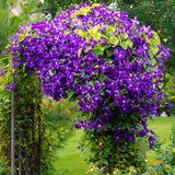 Green boutiQ - Klimplant - Clematis Jackmanii - Bloem Blauw - Weinig onderhoud -2 planten -Pot 11cm Hoogte 40cm
