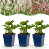 Green boutiQ - Vasteplant - Persicaria Tricolour - Duizendknoop - Schaduw - Rood - Roze - Wit - 12 Planten - Pot 11cm - Hoogte 15-25cm