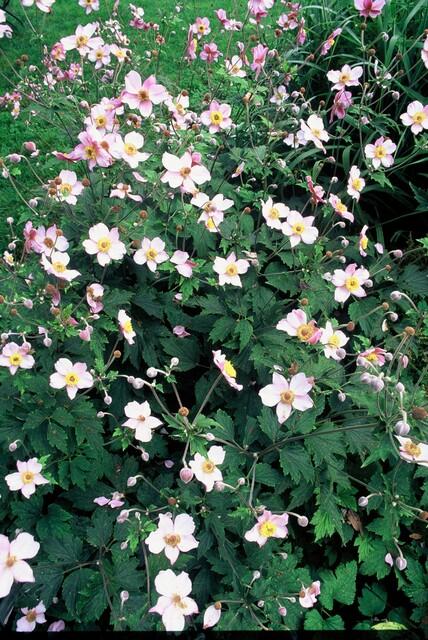 Anemone tom 'Robustissima' – 60 planten · pot Ø9 cm · 10-25 cm hoog (foto 4)