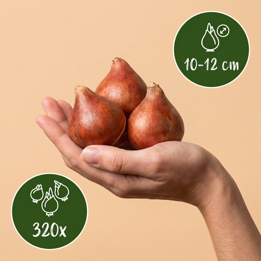 Tulpenbollen Darwin Hybride mix — gemengde kleuren, 320 stuks (bolmaat 10/12)