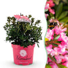 Green boutiQ - Dwerg Rhododendron - Rhododendron Bloombux Magenta - Bloeiende Buxus - Weinig Onderhoud - Roze Bloem - 1 Plant - Pot 17cm - Hoogte 30-40cm