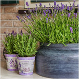 Plants by Frank - Lavandula stoechas Anouk®in 'Lavendelprint' sierpot - 13 cm pot - set van 3 Franse Lavendels in Sierpot