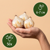50x Muscari White Magic - Witte druifhyacint - Wit - Verwilderingsbol - Bolmaat 6/7