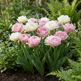 48x Tulipa Double Sensation - Gevulde tulp - Diversen - Voorjaarsbloeier - Bolmaat 11/12