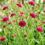 Green boutiQ - Vasteplant - Knautia macedonica - Beemdkroon - Bijen- en vlinderlokkers - Donker Rood - 1 Plant - Pot 11cm - Hoogte 15-25cm