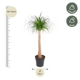 Beaucarnea stam - 120 cm - ø32