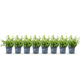 Green boutiQ - Buxus Haag - BetterBuxus Babylon Beauty - Resistant tegen de Buxus schimmel - 8 planten - 1 strekkende meter - pot 9cm hoogte 20-25