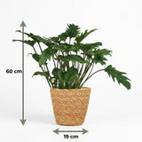 Green boutiQ - Kamerplant - Philodendron - Philodendron Xanadu - Groen - Weinig onderhoud - 1 Plant - met Mand - Pot 19cm - Hoogte 60cm