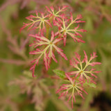 Green boutiQ - Tuinplant - Acer palmatum Seiryu - Groen 1 Plant - Bladverliezend - Weinig Onderhoud- Pot 12cm Hoogte 35cm