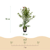 Green boutiQ - Tuinplant - Acer palmatum Phoenix - Japanse Esdoorn - Bladverliezend - Groen - Rood - 1 - Pot 26cm - Hoogte 90cm