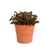 Peperomia graveolens - in terracotta pot