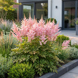 Green boutiQ - Vasteplant - Astilbe (J) Europa - Pluimspirea - Schaduw - Roze - 1 Plant - Pot 11cm - Hoogte 15-25cm