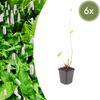 6x Persicaria a. 'Alba' - ↕10-25cm - Ø9cm