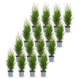 Green boutiQ - 16x Thuja occidentalis Smaragd - Levensboom - Haagplanten - Groenblijvend - Groen - Pot 9cm - Hoogte 20-30cm