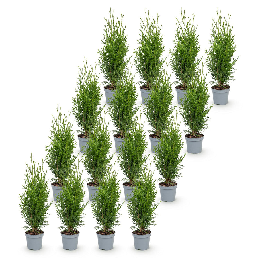 Thuja Smaragd (Thuja occidentalis 'Smaragd') – 16 planten · 20–30 cm bij levering (foto 2)