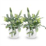 Green boutiQ - Kamerplant - Phlebodium aureum Blue Star - Blauwe Varen - Huisdiervriendelijke Plant - Blauw - 2 Planten - met Potter Wit - Pot 12cm - Hoogte 25cm