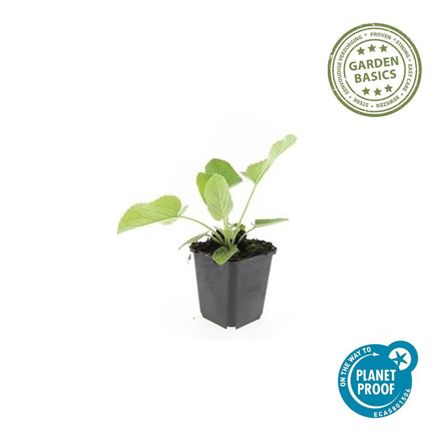 Phlomis russeliana – 60 planten · pot Ø9 cm · 10-25 cm hoog (foto 2)