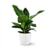 Green boutiQ - Kamerplant - Philodendron - Philodendron Imperial Green - Groen - Weinig onderhoud - 1 Plant - met Potter Wit - Pot 19cm - Hoogte 65cm