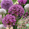 320x Bulb Garden Allium - Bollentuinsierui - Diversen - Zomerbloeier - Bolmaat 10/12