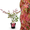 Green boutiQ - Terrasplant - Japanse Esdoorn - Acer palmatum Beni Maiko - Rood - 1 Plant - Bladverliezend - Pot 19cm Hoogte 70cm