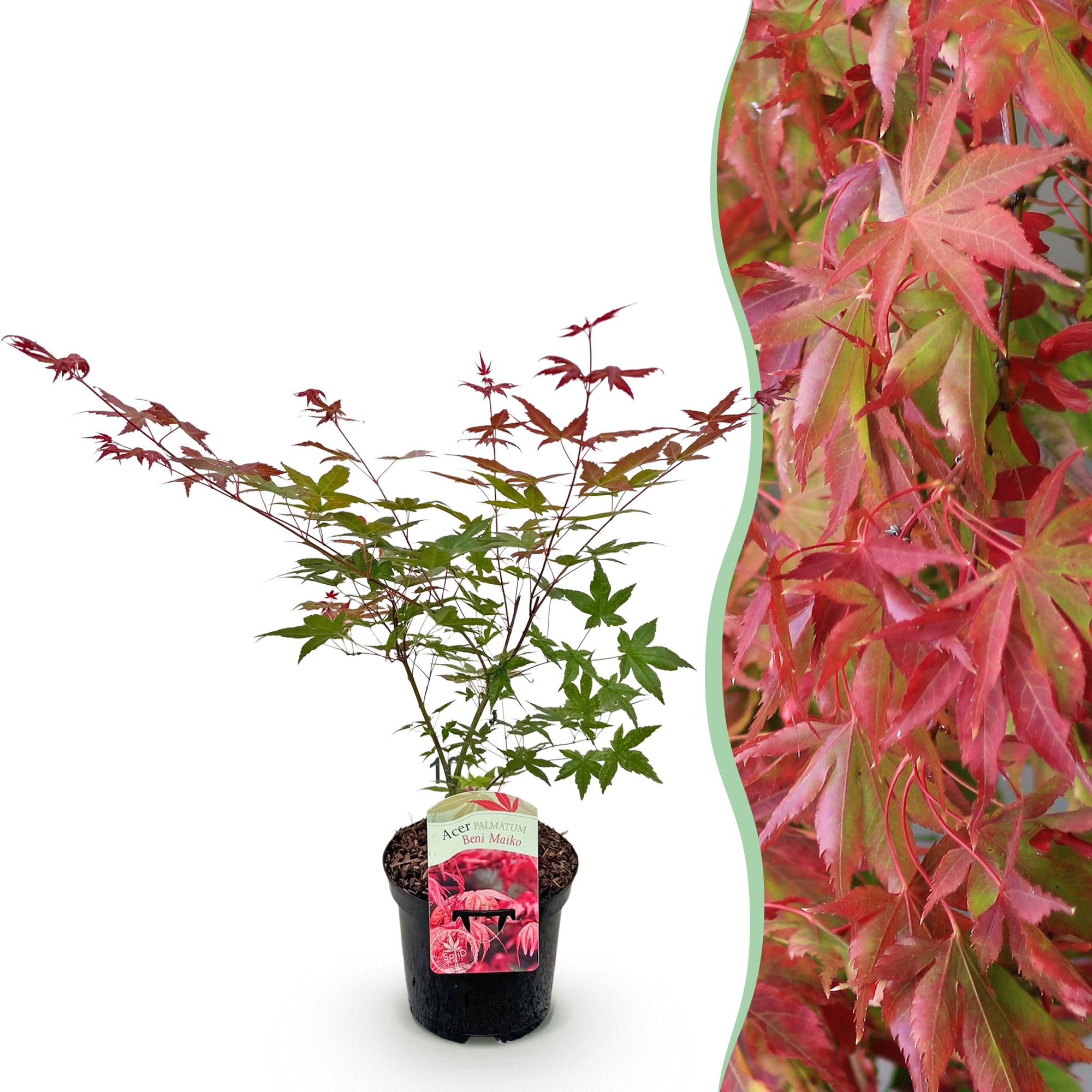 Green boutiQ - Terrasplant - Japanse Esdoorn - Acer palmatum Beni Maiko - Rood - 1 Plant - Bladverliezend - Pot 19cm Hoogte 70cm