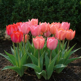 Green boutiQ - Bloembollen - Tulp Pink en Red - Kleur Roze en Rood - 40 stuks - Bolmaat 10/12
