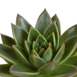 Echeveria mix 10.5 cm - 3x - in terracotta pot