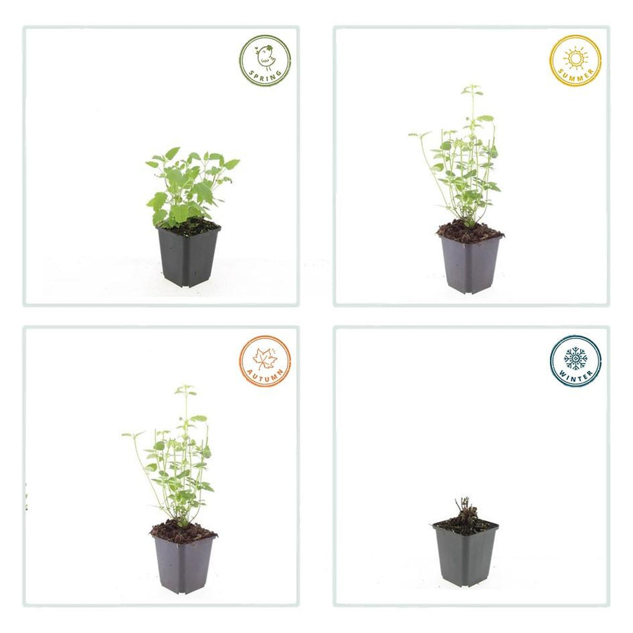 Agastache 'Black Adder' – 60 planten · pot Ø9 cm · 10-25 cm hoog (foto 4)