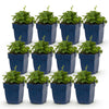 Green boutiQ - Vasteplant - Campanula posch. Lisduggan Variety - Ridderspoor - Bodembedekkend - Wit - 12 Planten - Pot 11cm - Hoogte 15-25cm