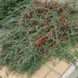 48x Cotoneaster dammeri - ↕10-25cm - Ø9cm