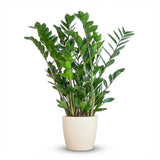 Zamioculcas Zamiifolia met Potter wit - 80cm - Ø21