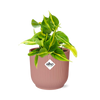 Philodendron Scandens ‘Brasil’ in ELHO Vibes Fold 14cm roze