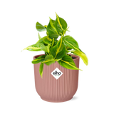 Philodendron Scandens ‘Brasil’ in ELHO Vibes Fold 14cm roze