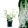 Green boutiQ - Tuinplant - Buddleja davidii White Profusion - Vlinderstruik - Winterhard - Wit - 1 Plant - Pot 17cm - Hoogte 45cm