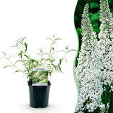 Green boutiQ - Tuinplant - Buddleja davidii White Profusion - Vlinderstruik - Winterhard - Wit - 1 Plant - Pot 17cm - Hoogte 45cm