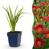 Green boutiQ - Vasteplant - Hemerocallis Autumn Red - Daglelie - Bijen en Vlinderlokkers - Rood - 24 Planten - Pot 11cm - Hoogte 15-25cm