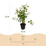 Green boutiQ - Tuinplant - Cercidiphyllum japonicum - Groen 1 Plant - Bladverliezend - Weinig Onderhoud - Pot 12cm Hoogte 35cm