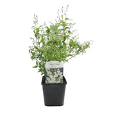 Green boutiQ - Heesters -Deutzia Gracilis - Bloem Wit - 1 Plant - Bladverliezend - Weinig Onderhoud - Pot 17cm Hoogte 45cm