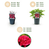 Green boutiQ - Hortensia - Hydrangea macrophylla Red - Bloem Rood - 1 Plant - Bladverliezend - Weinig Onderhoud - Pot 17cm Hoogte 30cm