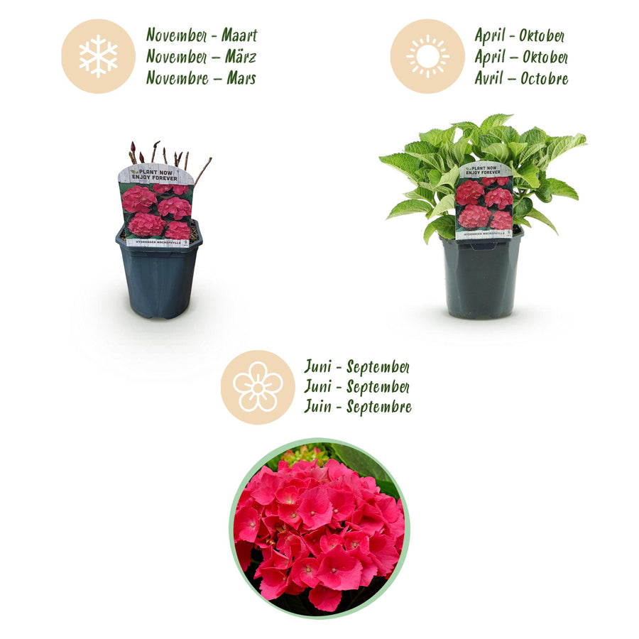 Hydrangea macrophylla Red – 30 cm hoog (foto 4)