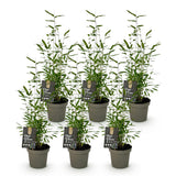 Green boutiQ - Bamboe - Fargesia Black Dragon - Bladhoudend - Niet Woekerend - Groen - 6 Planten - Pot 14cm - Hoogte 35cm