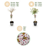 Green boutiQ - Plant op Stam - Prunus incisa Koujou-no-mai - Terras Plant - Bladverliezend - Winterhard - Witte Bloem - Pot 19cm Hoogte 90cm