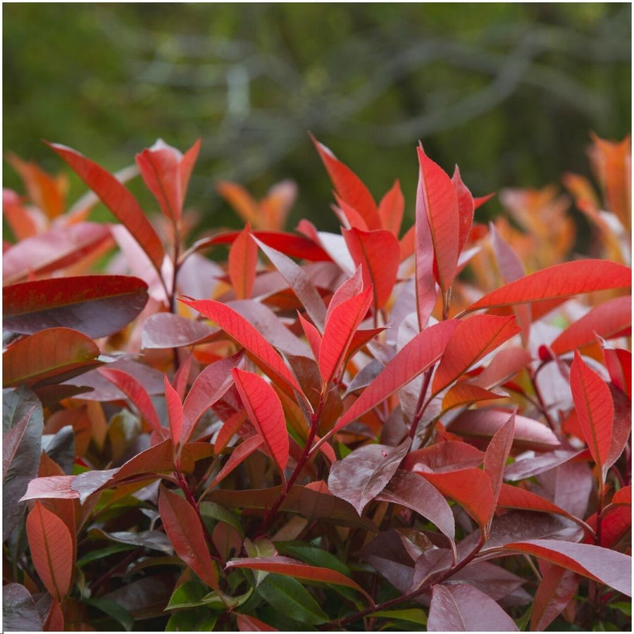 Photinia fraseri 'Red Robin' — Glansmispelhaag, 6 planten (1 strekkende meter)