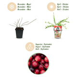 Green boutiQ - Fruitplanten - Blauwe Bes - Vaccinium macrophylla Early Black - Winterhard - 3 Planten - Pot 9 cm - Donker RodeBes