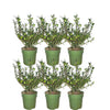 Plants by Frank - 1 meterHulst haag - Ilex crenata 'Jenny'® - Set van 6 winterharde haagplanten - Groenblijvende haag - Vers van de kwekerij geleverd